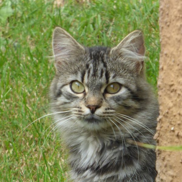 Graue Katze vor Kapelle